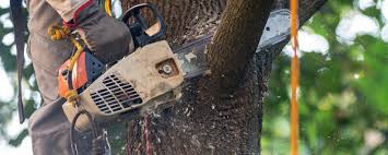 Reliable Stockbridge, MI Tree Care Solutions