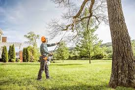 Best Stump Grinding and Removal  in Stockbridge, MI