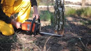 Best Seasonal Cleanup (Spring/Fall)  in Stockbridge, MI