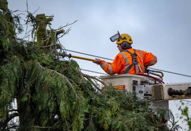 Best Tree Risk Assessment  in Stockbridge, MI